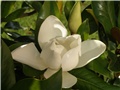 magnolija